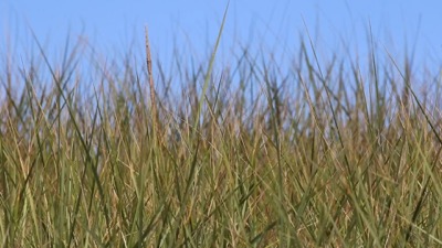 Tall Grass Blowing in the Wind